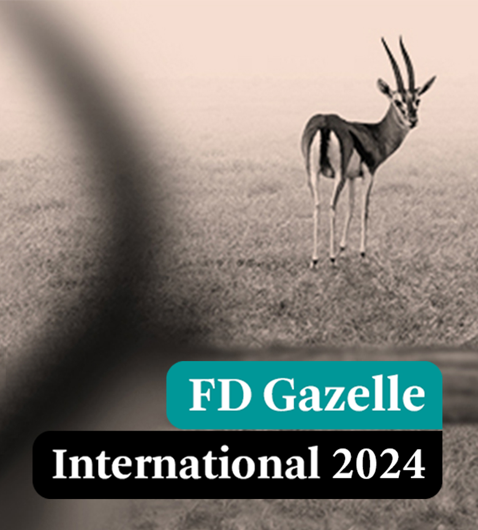 FD Gazelle International Award 2024 para Global Mounts Group